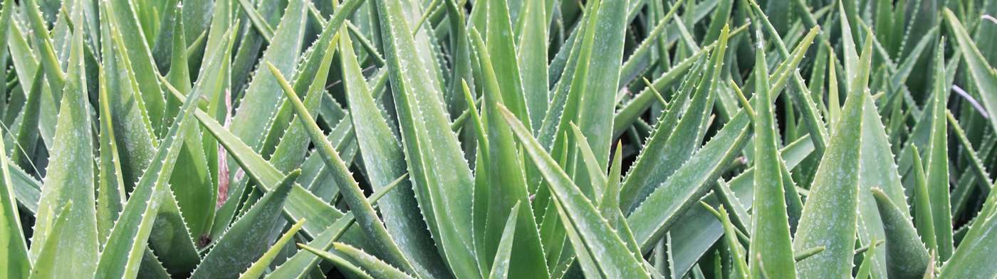Extraits végétaux : Aloe vera