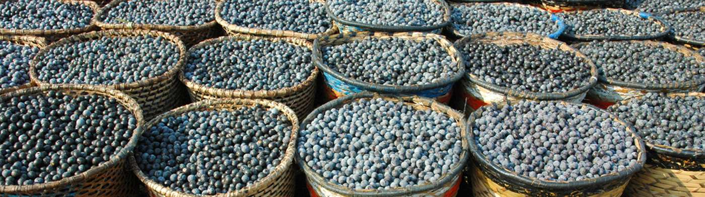 Poudres et Extraits végétaux