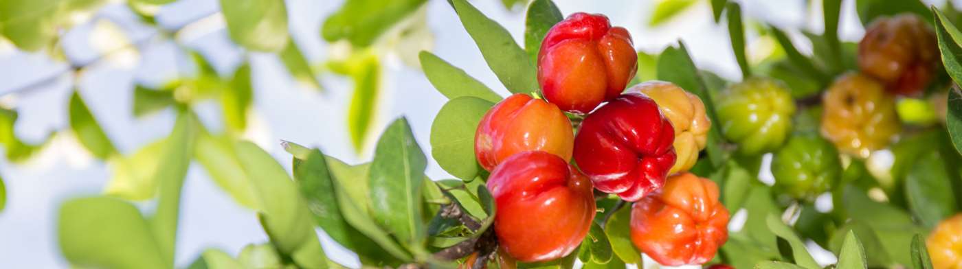 Poudres et Extraits végétaux