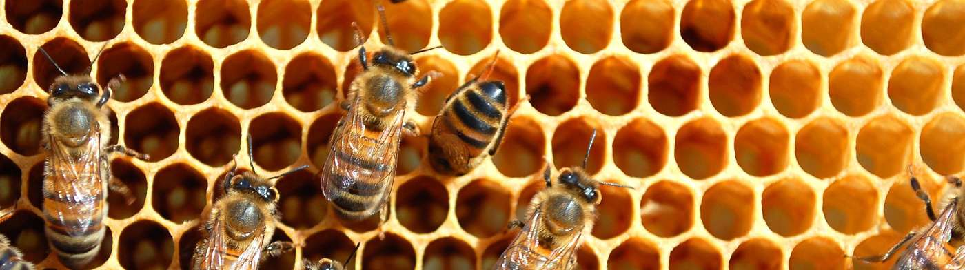 Produits  de la ruche