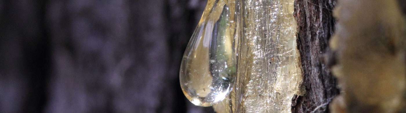 Résines et baumes végétaux