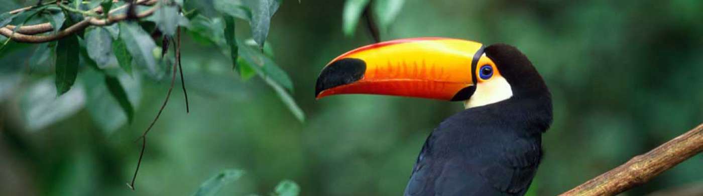 toucan