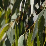 Eucalyptus citriodora