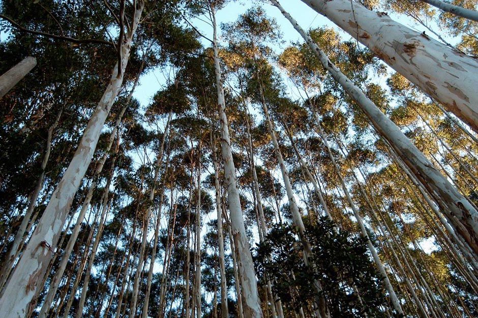 Biovontade | Products > Essential oils > Eucalyptus citriodora