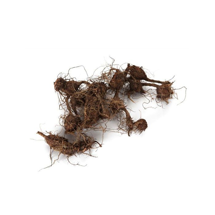 Biovontade Productos Aceites Esenciales Priprioca Biovontade Productos Aceites Esenciales Priprioca