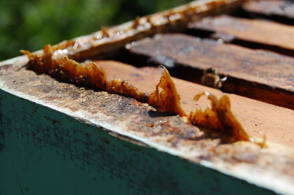 biovontade-products-propolis-brown-propolis