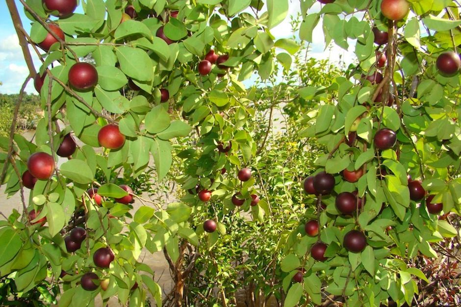 Biovontade | Products > Other plant extracts > Camu-Camu