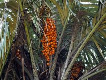 Mantecas vegetales de Amazonia