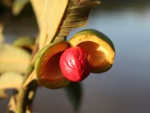 Vegetable butters from Amazonia