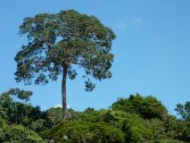 Aceites vegetales de Amazonia