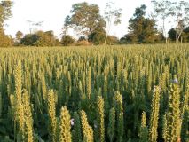 Other vegetable oils
