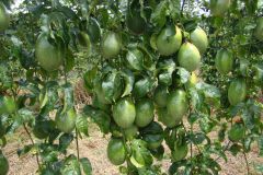 Maracuja or Passion Fruit