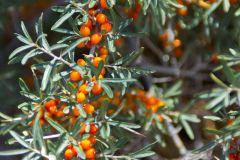 Sea Buckthorn