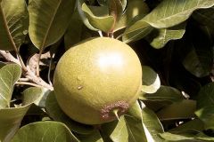 Lucuma