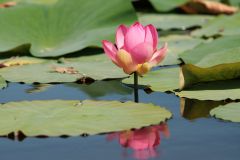 Nelumbo nucifera