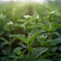 Stevia