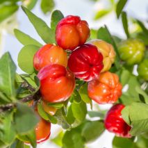 Vegetable Powders and Extracts